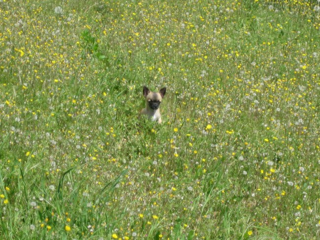 Winnie the pooh - foto povečava