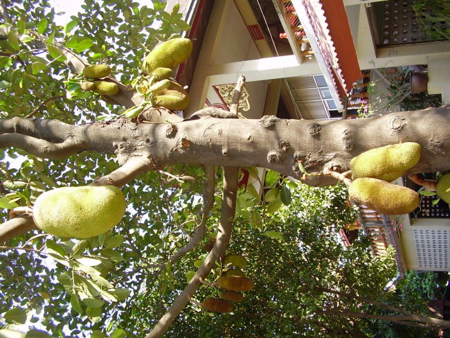 Thailand - foto povečava