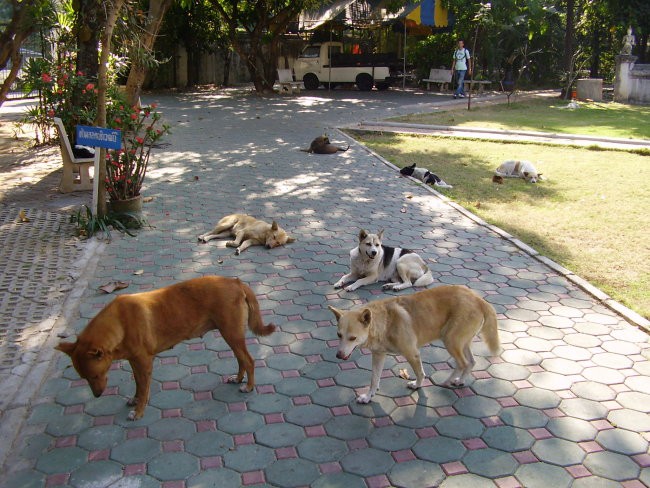 Thailand - foto povečava