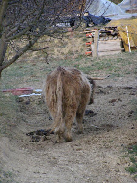 Škotsko govedo - OKIČ - foto povečava