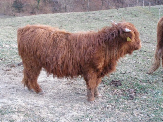 Škotsko govedo - OKIČ - foto