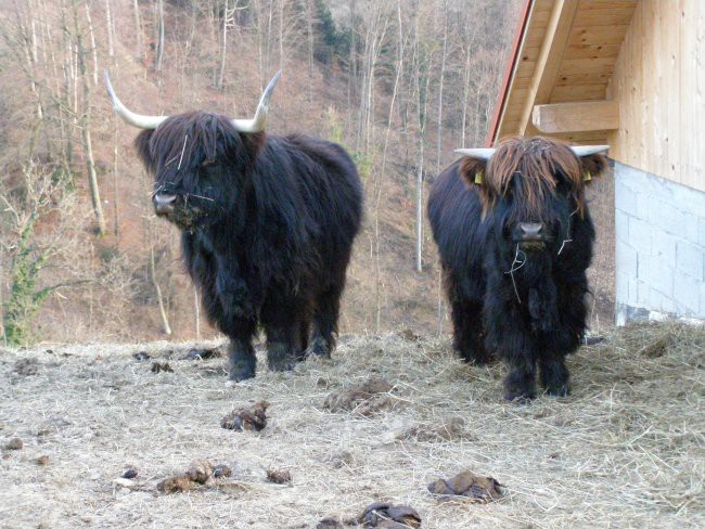 Škotsko govedo - OKIČ - foto povečava