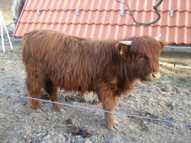 Škotsko govedo - OKIČ - foto