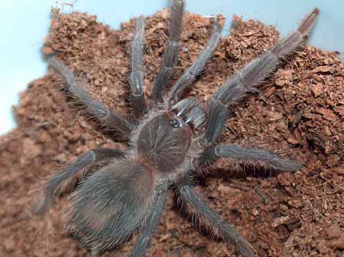 Lasiodora parahybana