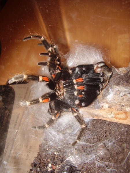 Levitve pajkov - foto