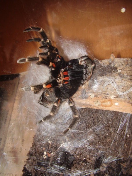 Levitve pajkov - foto povečava