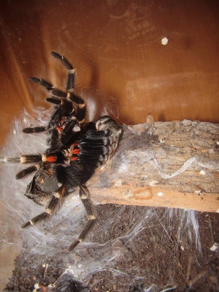 Levitve pajkov - foto povečava