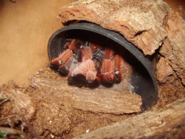 Levitve pajkov - foto