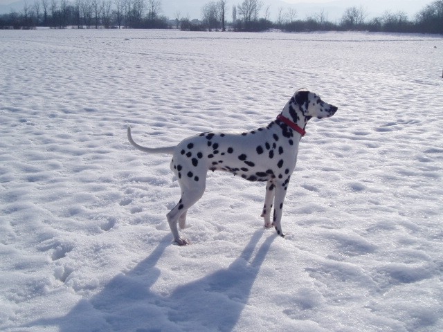 Januar 2006 - foto povečava