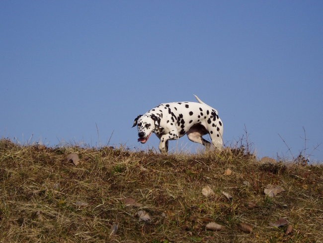 Multipla Jasmine Bianca - foto povečava