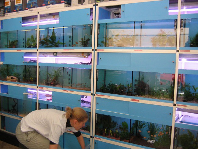 Razstavni akvariji