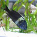 Tropheus Duboisi