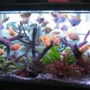 Razstvni akvarij - Blood Parrot, Skalarke, Nitkarji, Pelvicacromis P., Corydorydoras...