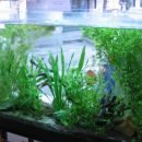 Akvarij z Diskusi