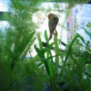 Akvarij z Diskusi