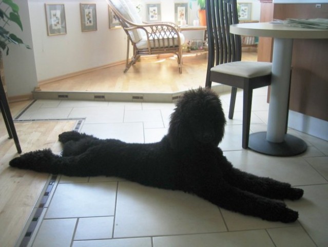 Takole pa izgleda moj tečaj pasje joge...