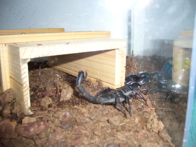 Skorpion - foto povečava