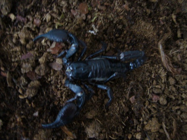 Skorpion - foto