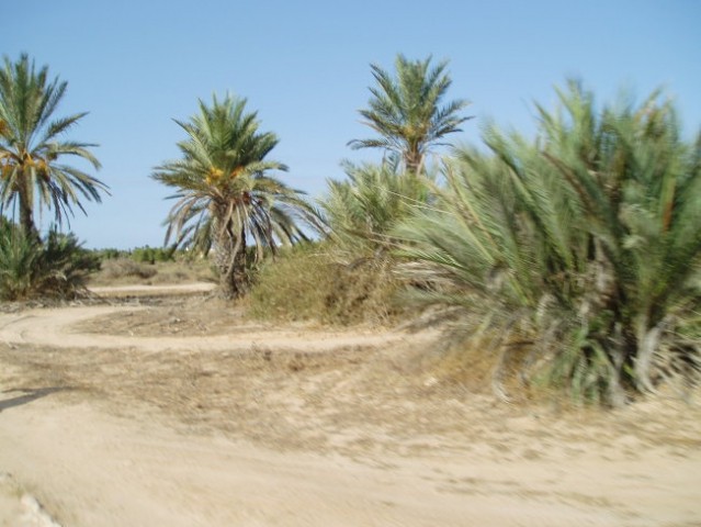 Djerba 2007 atv - foto