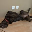 Favorite sleeping position