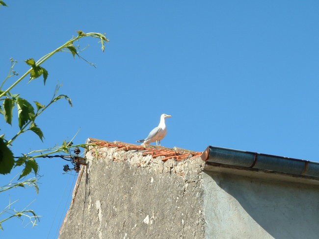 Murter, Maj 2006 - foto povečava