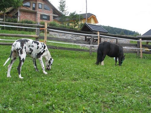 Hailey-Nemška doga - foto povečava