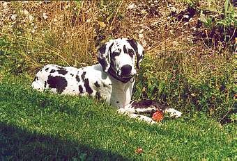 Hailey-Nemška doga - foto