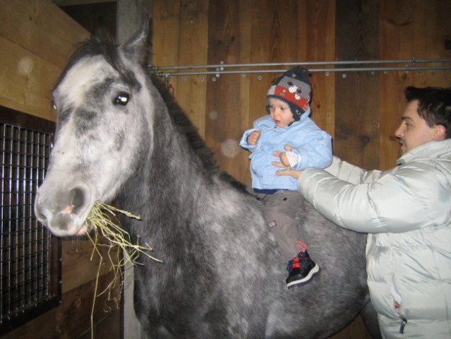 Lipicanci-Silvester - foto