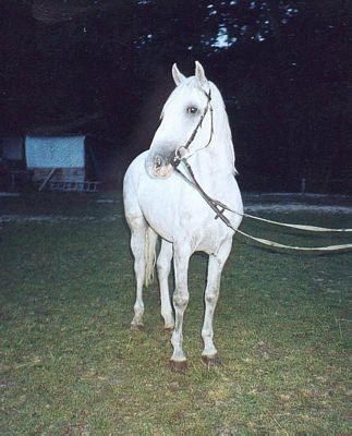 Lipicanci-Piko - foto povečava