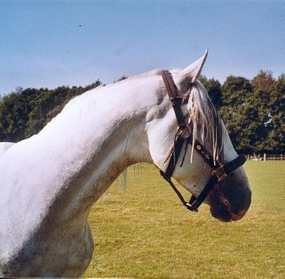 Lipicanci-Piko - foto povečava