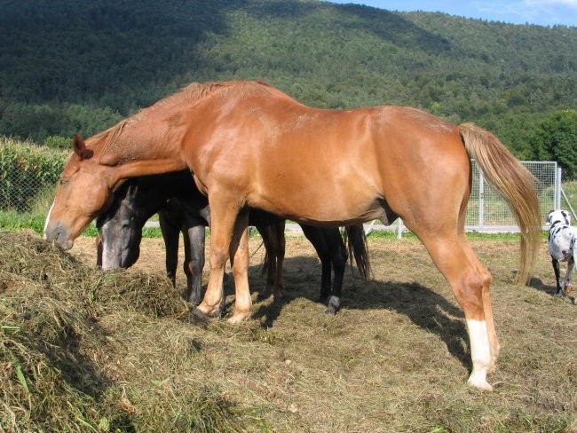 Konj-Fičur - foto povečava