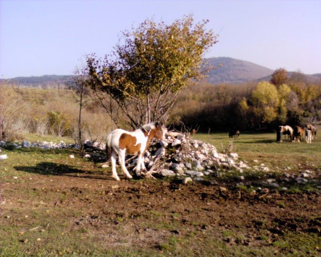 Hladnokrvne kobile - foto povečava