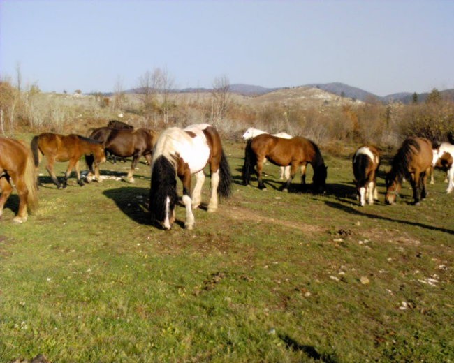 Hladnokrvne kobile - foto povečava