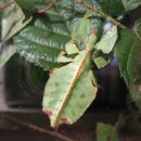 Odrasla samička živega lista Phyllium bioculatum