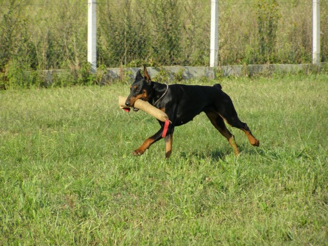 Moji psi - foto povečava