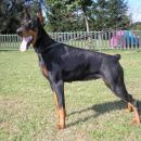 cacib vž 2007.