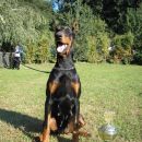 cacib vž 2007