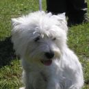 cacib vž 2007