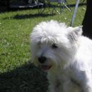 cacib vž 2007