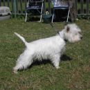 cacib vž 2007