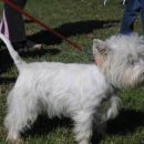 cacib vž 2007