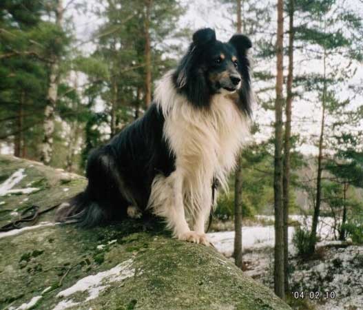 Fix, mesanec = sheltie + samoyed - foto povečava