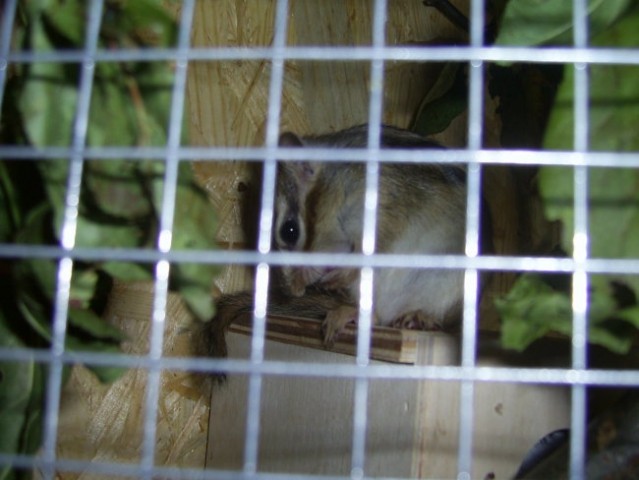 Veverice mošnjičarke - foto