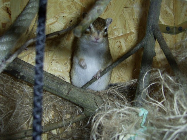 Veverice mošnjičarke - foto povečava