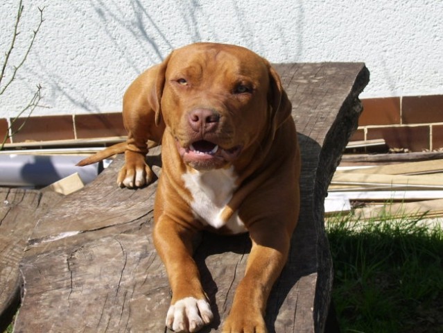 SHARK-LINA-ZIVA - foto