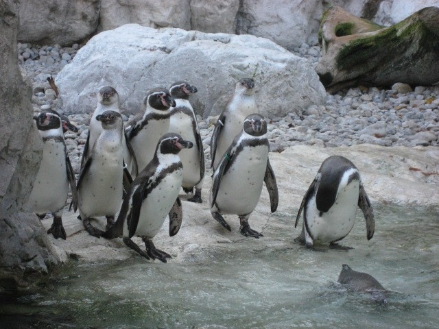 Dunaj ZOO - foto povečava