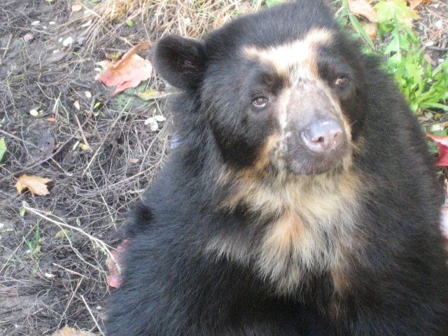 Dunaj ZOO - foto povečava