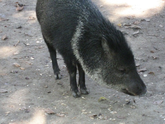 Dunaj ZOO - foto povečava