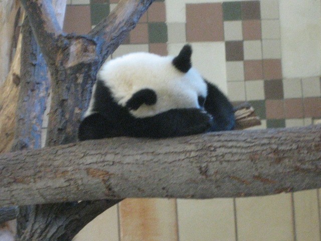 Dunaj ZOO - foto povečava
