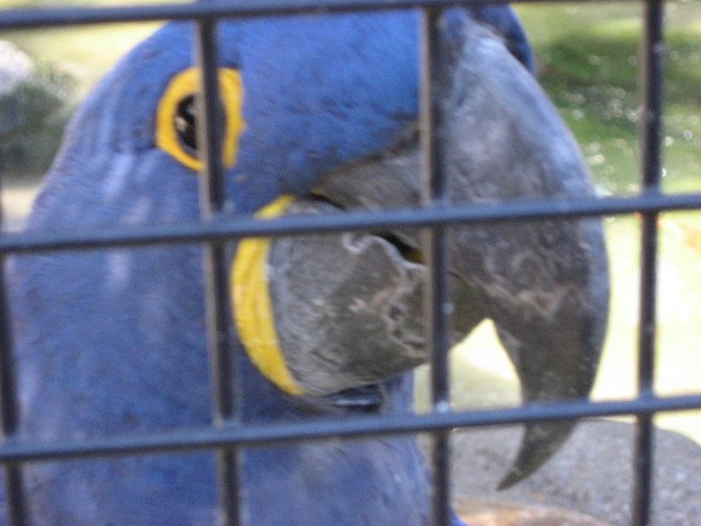 Dunaj ZOO - foto povečava